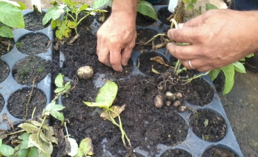 Broto da batata é usado como semente por agricultores de Itararé, SP