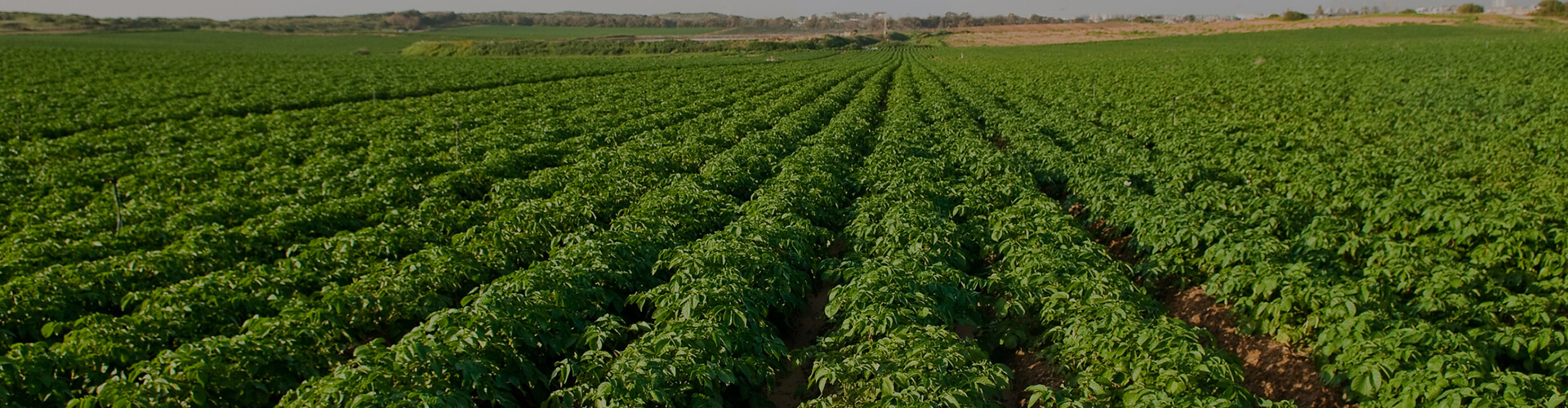 Consultoría y Acessoria enimportación y exportación agrícola